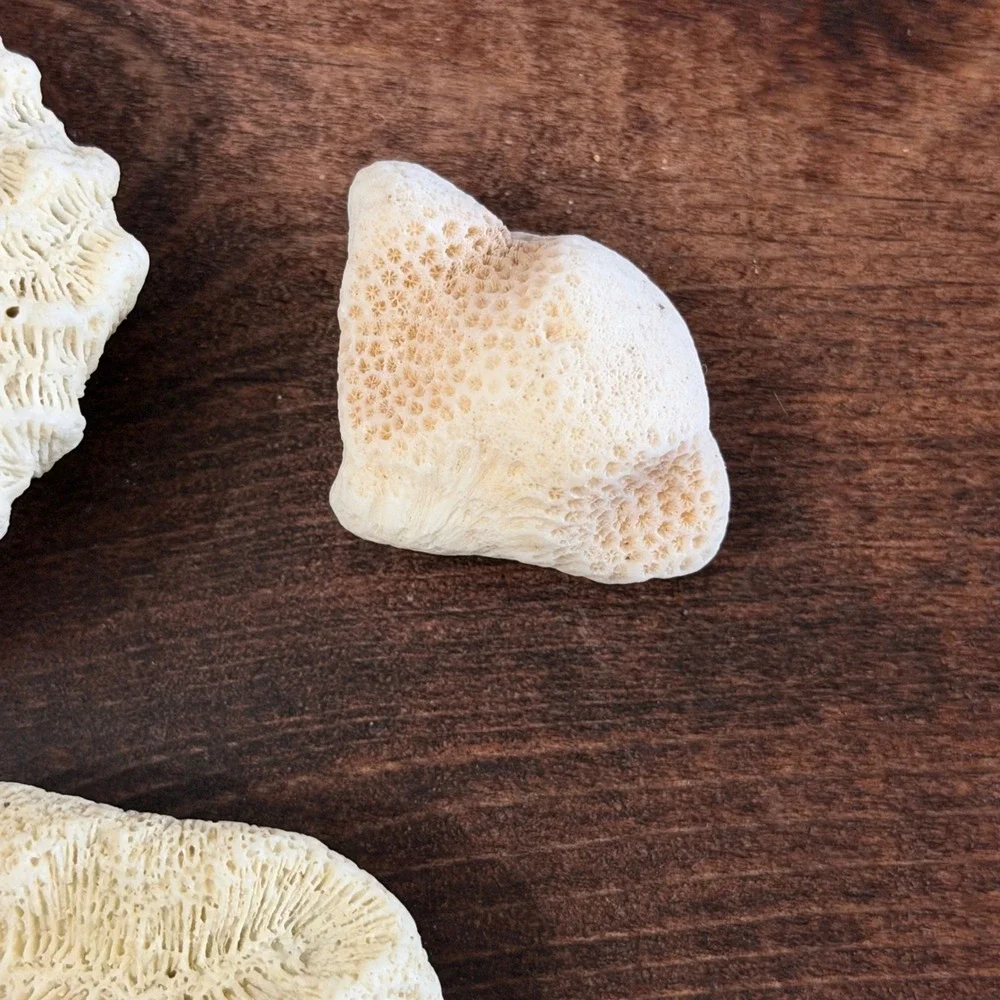 Natural White Brain and Star Coral Fossil Specimen Set 3 Pieces Coastal Decor